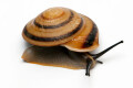 Pleurodonte marginella marginella Cuba adult